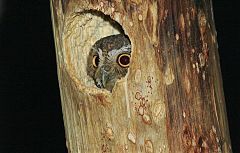 Elf Owl